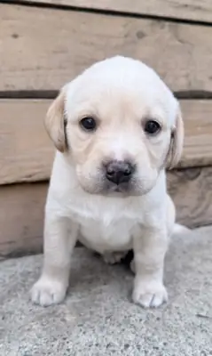 Cut Labrador Puppies Ready For Their New And Forever Homes