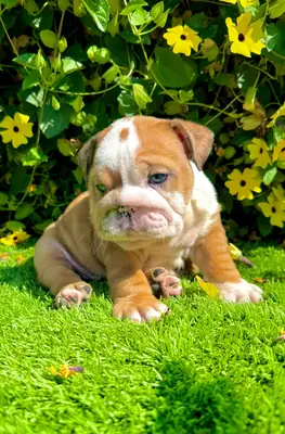 Chiots bulldog anglais