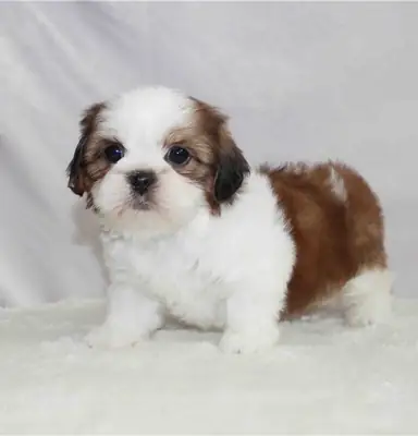 Cachorros Shih Tzu disponibles para adopción