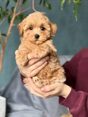 Adorable caniche toy macho y hembra - LISTO AHORA