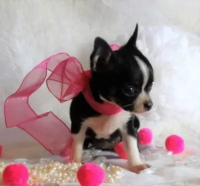 CACHORROS DE  chihuahuaTOY DE RAZA PURA