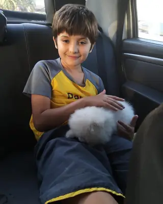 Cachorros Pomerania (Raza pura):