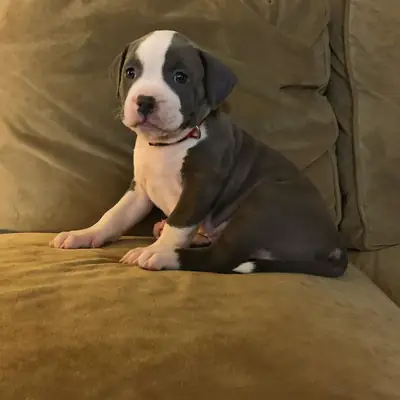 12 week old pitbull puppy -