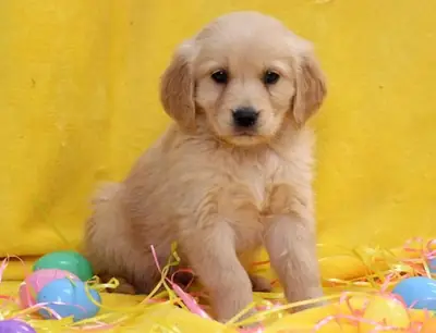 Preciosos cachorros de Golden Retriever listos para un hogar lleno de amor