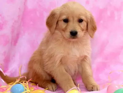 Adorables cachorros de Golden Retriever buscando un hogar para siempre