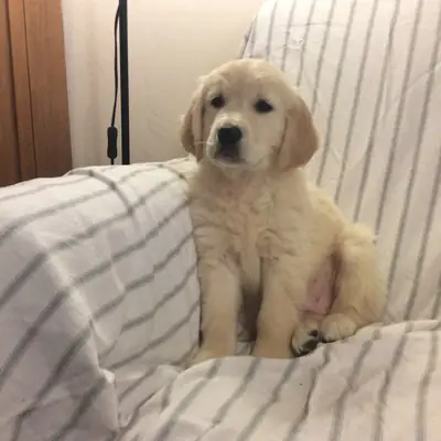 Amables cachorros de Golden Retriever para familias cariñosas
