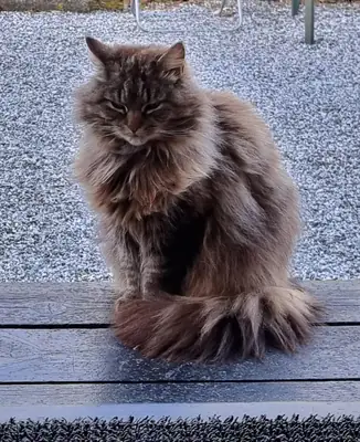 Ev ortamına alışık norveç orman kedisi