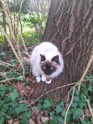 Sakin karakterli birman kedi