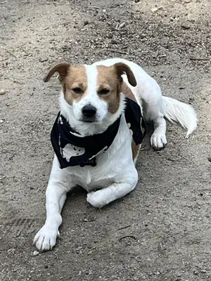 Enerjik jack russell için yeni sahip