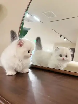 Exotic British Shorthair Kittens