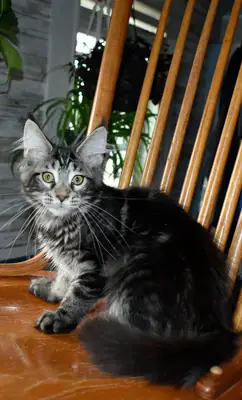 maine coon kittens 