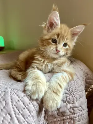Chatons Maine Coon euro, prêts maintenant !