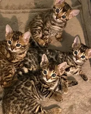 孟加拉猫仔
