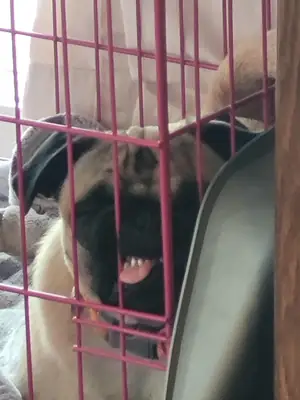 Pug için ev ortamına alışık yeni bir yuva