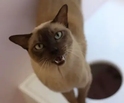 Burmese kedi sahiplendirme