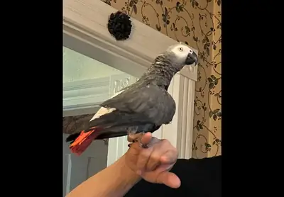 Амазонский попугай ищет нового владельца.