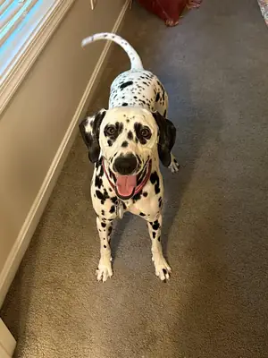 Dalmaçyalı köpek için yeni aile