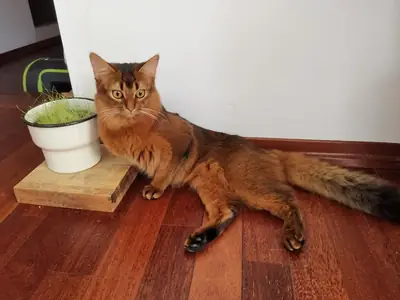 Somali kedi yeni yuva arıyor