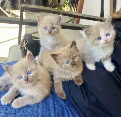 布偶猫