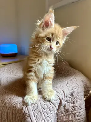 Maine coons 