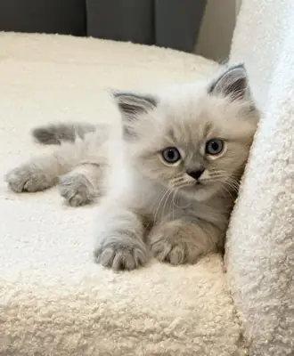 Himalayans