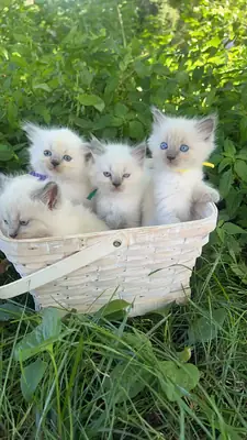 ragdoll
