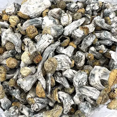 pilules de champignons disponibles
