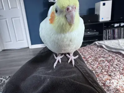 Calopsitte élevée dans un salon animé