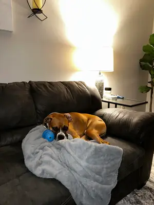 Boxer that enjoys being around people