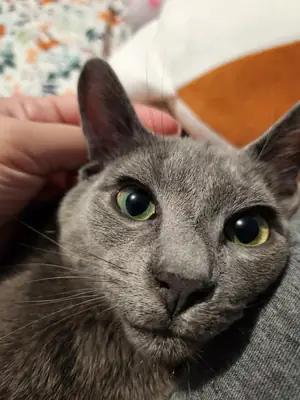 俄罗斯蓝猫，室内饲养