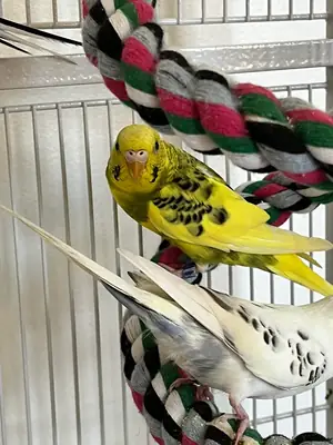 Волнистый попугайчик вырос в семейной обстановке.