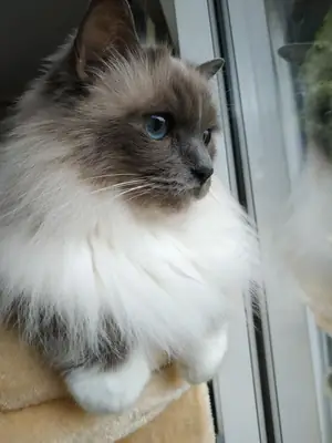 Birman cat used to quiet homes