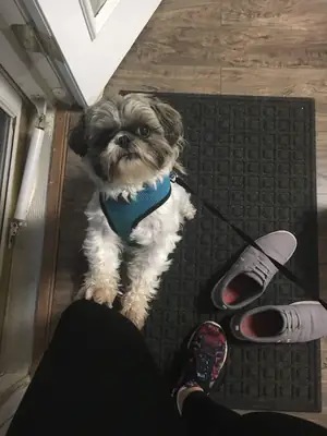 Shih tzu used to apartment life