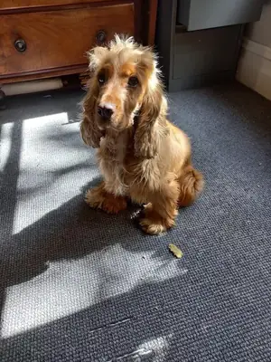 Cocker spaniel habitué à la vie en famille