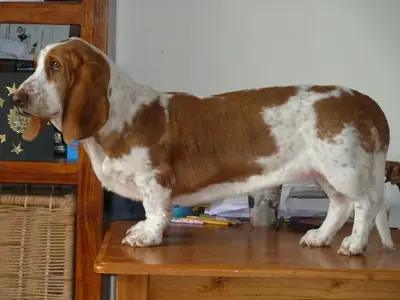 Basset hound calme pour foyer patient