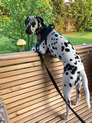 Dalmatien habitué aux longues promenades