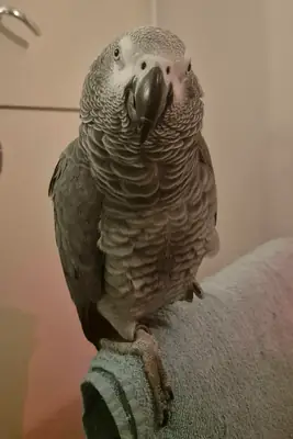 Амазонский попугай, привыкший жить в гостиной.