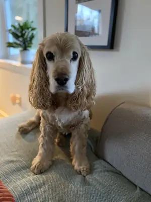 Cocker spaniel acostumbrado a la vida familiar