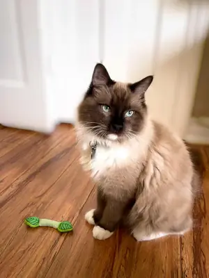 Gato ragdoll criado en apartamento