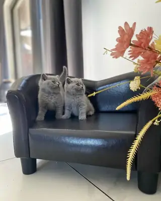 可爱的英国短毛猫小猫可供出售