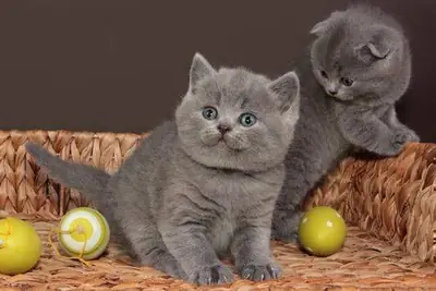 Gatitos británicos de pelo corto, machos y hembras, juguetones.