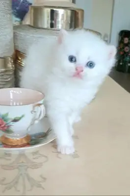 Игривые котята Мунчин, самцы и самки