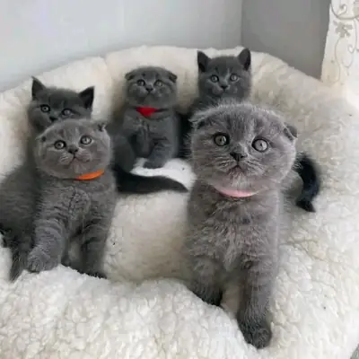  Cute British Shorthair Kittens Ready for Forever Homes