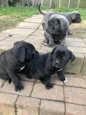 Temiz dişi ve erkek Cane Corso yavruları
