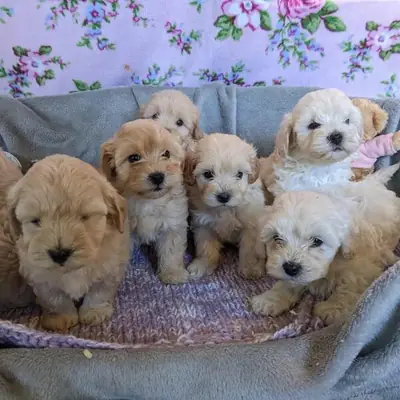 Chiots Maltipoo de Ma Cyn prêts pour une nouvelle famille