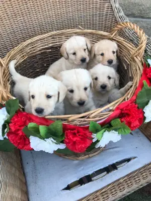 Cachorros Labradoodle Tamam Kanka.