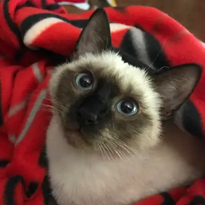 Adorable Siamese Kitten