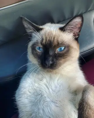 Sweet Blue-Eyed Siamese