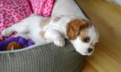 Vanessa Wami Cavalier King Charles Spaniel.