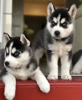 Sibirya Husky Yavruları